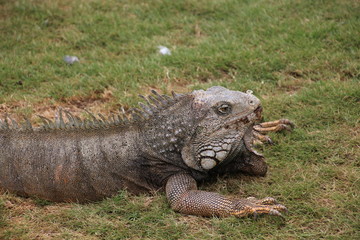 Leguan