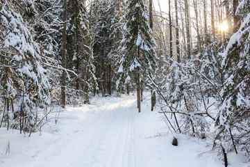 Ski track in the winter forest.