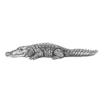 Crocodile, alligator. Zoo. Hand drawn illustration for tattoo design, emblem, badge, t-shirt print. Engraving of wild animal. Classic vintage style image.