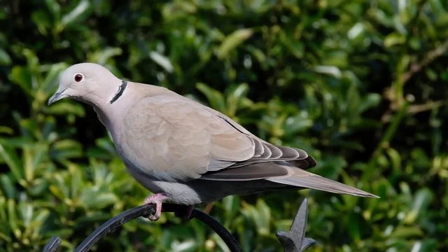 Starlings and collared doves feeding on snow covered lawn in UK urban house garden,