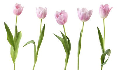 Wonderful Tulips (Lily family, Liliaceae) isolated on white background, including clipping path....
