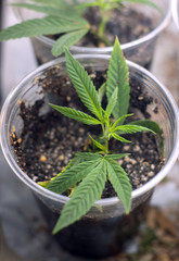 A young cannabis indica plant in the vegetation stage. This cloned seedling was taken as a cutting from a mother plant and rooted in soil in a small clear plastic cup.