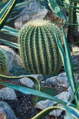 A large oval cactus with long thorns that grows on stony ground