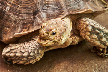 Obraz premium The head and part of the shell African Spurred Tortoise