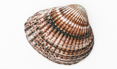 Cockle in detail