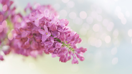 lilac flowers. Spring background
