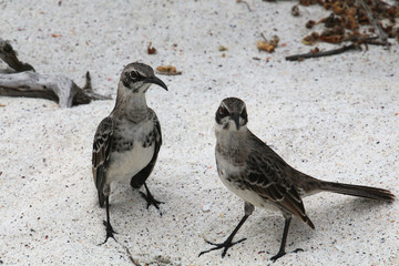 Galapagos-Spottdrosseln
