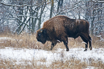 European Bison, Bison Bonasus, big herbivore herd in winter, endangered mammal, Slovakia