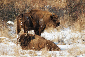 European Bison, Bison Bonasus, big herbivore herd in winter, endangered mammal, Slovakia