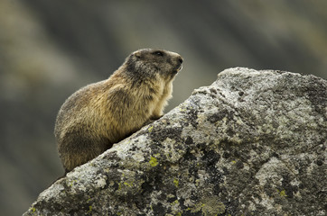 Alpine Marmot, Marmota marmota latirostris, Tatra national park, Slovakia, rodent in mountain