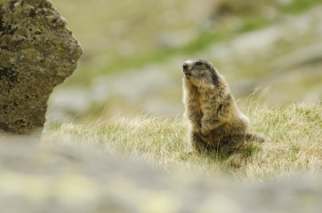 Alpine Marmot, Marmota marmota latirostris, Tatra national park, Slovakia, rodent in mountain