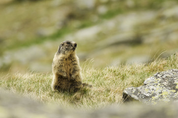 Naklejka na ściany i meble Alpine Marmot, Marmota marmota latirostris, Tatra national park, Slovakia, rodent in mountain