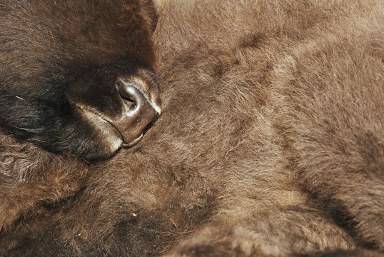 European Bison, Bison bonasus, Visent, herbivore portrait, Slovakia