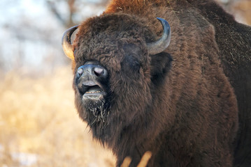 European Bison, Bison bonasus, Visent, herbivore portrait, Slovakia