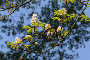 Kastanienblüte