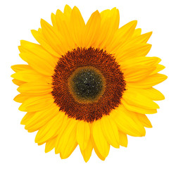 Wonderful Sunflower (Helianthus annuus) isolated on white background, including clipping path.