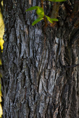 The bark of an old tree nature texture