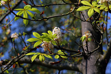 Kastanienblüte