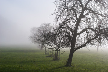Landschaft mit kahlen Bäumen auf Wiese im Nebel