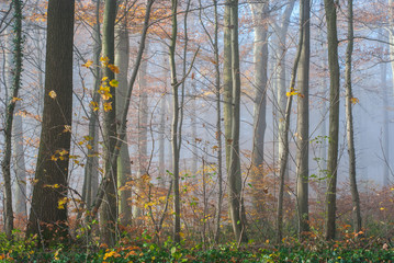 Schöne Bäume mit gelben Blättern im Wald