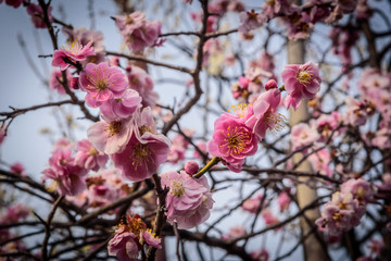 Plum flowers at peak blosoms in Hanegi park, Setagaya, Japan