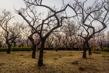 Plum flowers at peak blosoms in Hanegi park, Setagaya, Japan