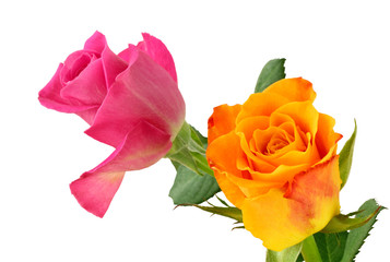 Two wonderful Roses (Rosaceae) isolated on white background, including clipping path. Germany