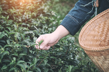 Agriculture Hand picking up organic tea leaves at a tea plantation for product , Natural selected.