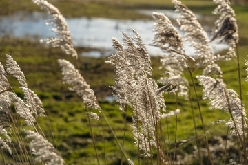 Swaying reed plumes in sunlight