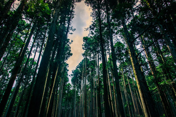 Fototapeta premium The suicide forest near mount Fuji, japan