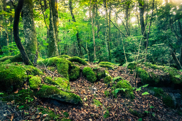 Fototapeta premium The suicide forest near mount Fuji, japan