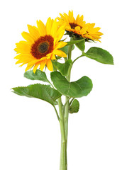 Two Sunflowers (Helianthus annuus, Asteraceae)  isolated on white background, including clipping path.