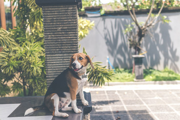 Close up portrait of cute female beagle dog outdoors in the balinese garden.