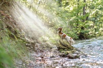 a small dog on a stone near a river in the light