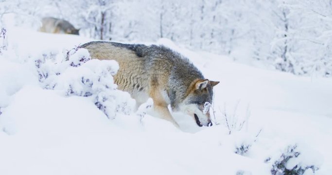 Two wolves in pack walking in cold winter forest