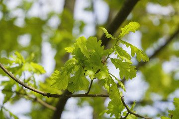 young green oak leaves on a spring day