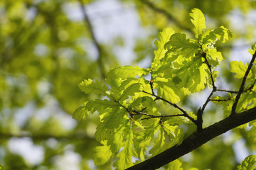 Fototapeta na wymiar young green oak leaves on a spring day