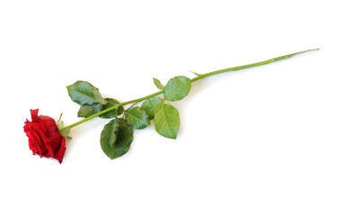 Lovely Red Rose (Rosaceae) isolated on white background, inclusive clipping path without shade.