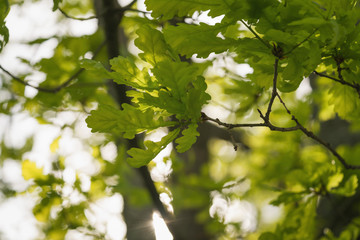 young green oak leaves on a spring day