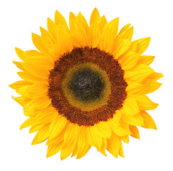 Wonderful Sunflower (Helianthus annuus, Asteraceae) isolated on white background, inclusive...