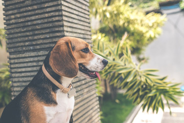 Close up portrait of cute female beagle dog outdoors in the balinese garden.