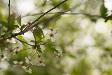 white cherry flowers on branch closeup
