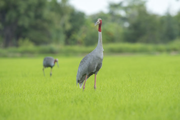 Fototapeta premium sarus crane , Beautiful bird