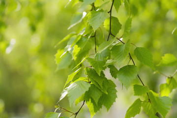 Fototapeta na wymiar young birch leaves on a wam sunny day