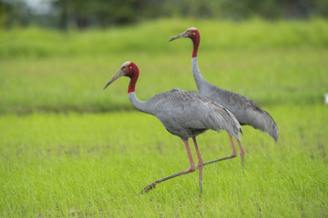 sarus crane , Beautiful bird