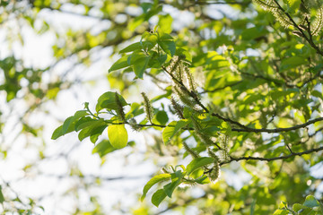 young green leaves on a blossomin tree on a spring day