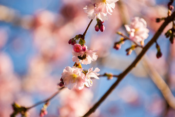 Biene auf Ast mit blühender Kirschblüte