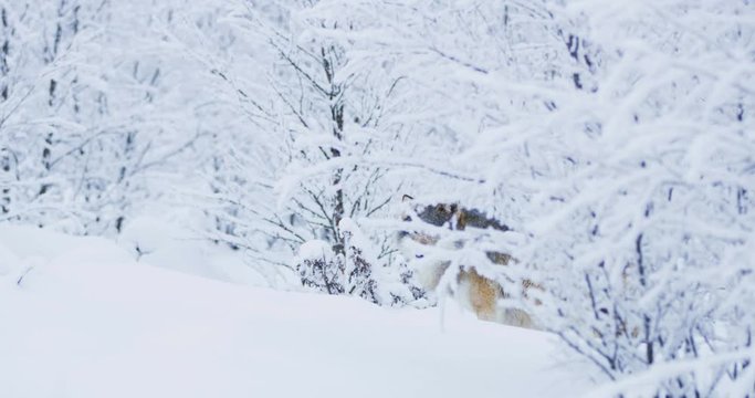 Magnificent wolf at a distance in beautiful winter forest