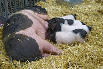 famille cochon