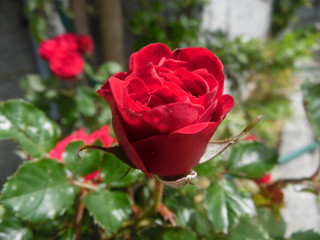 Rosa vermelha